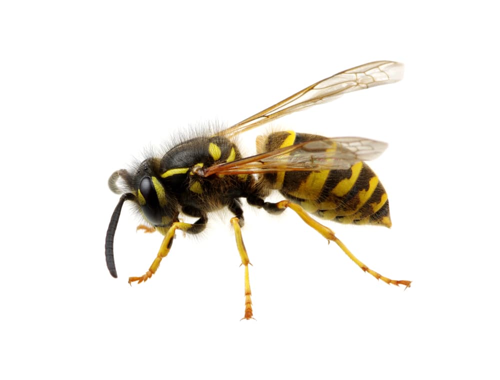 Picaduras de avispa
