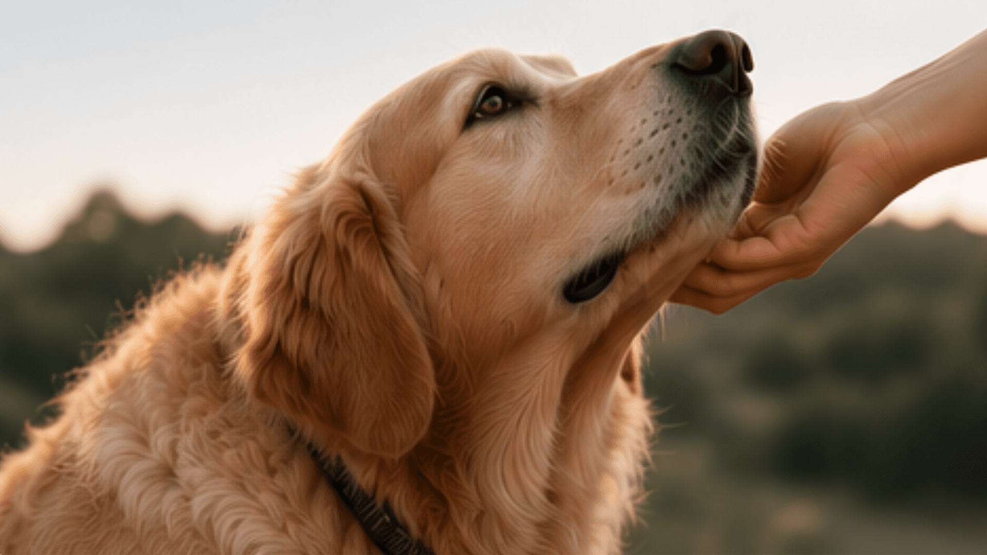 CoxyPet veterinärmedicinsk produkt under utveckling