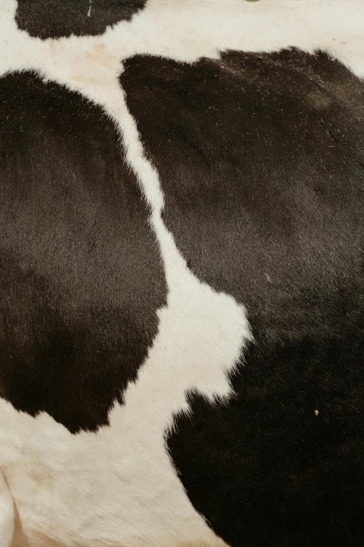 Veterinary topical treatment